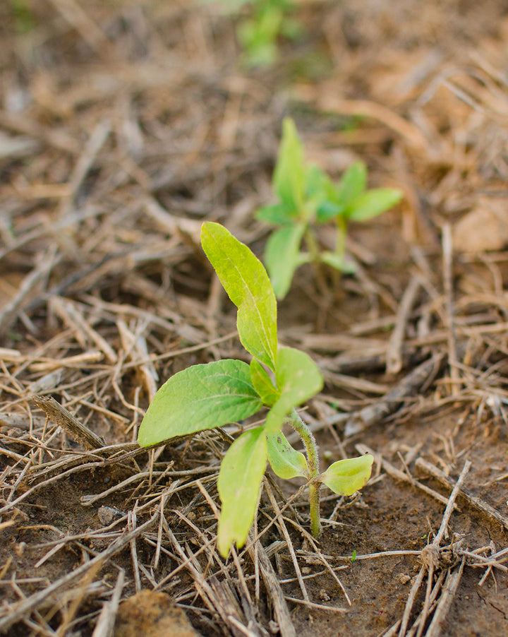 Growing Plant