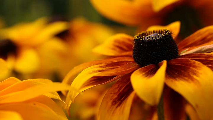 Seven Medicinal Plants You Can Grow at Home