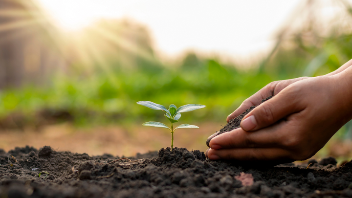 Plant Growing