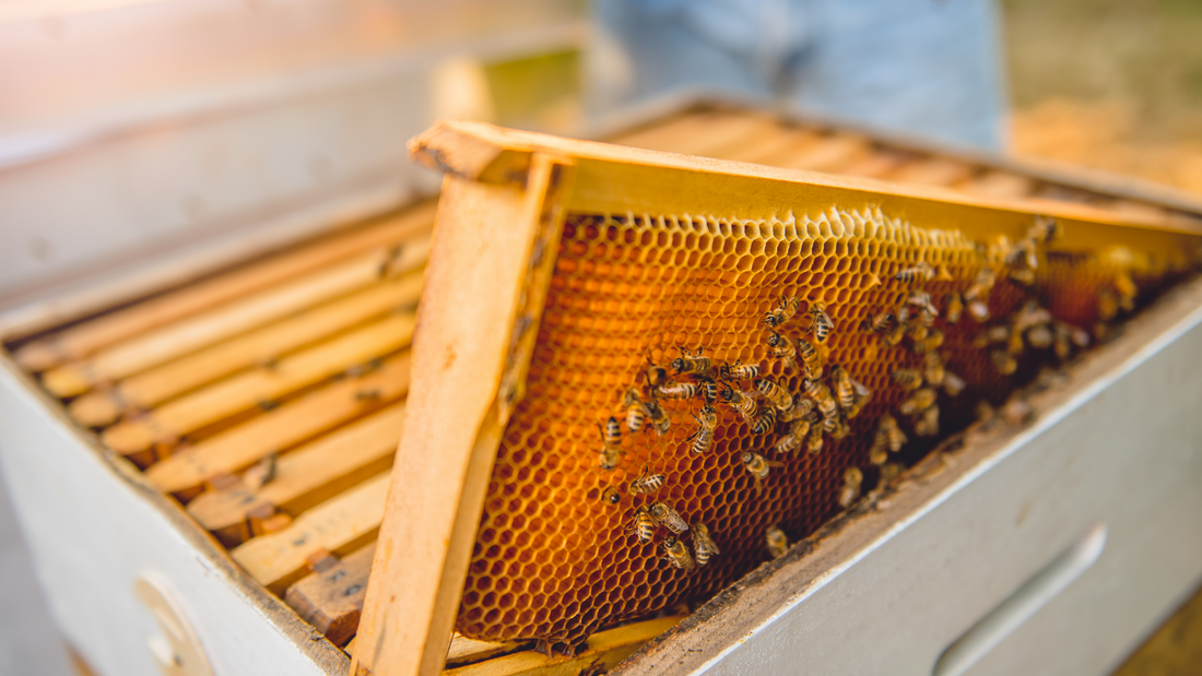Bee Hotel