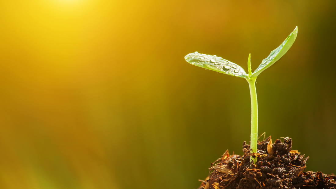 Seed