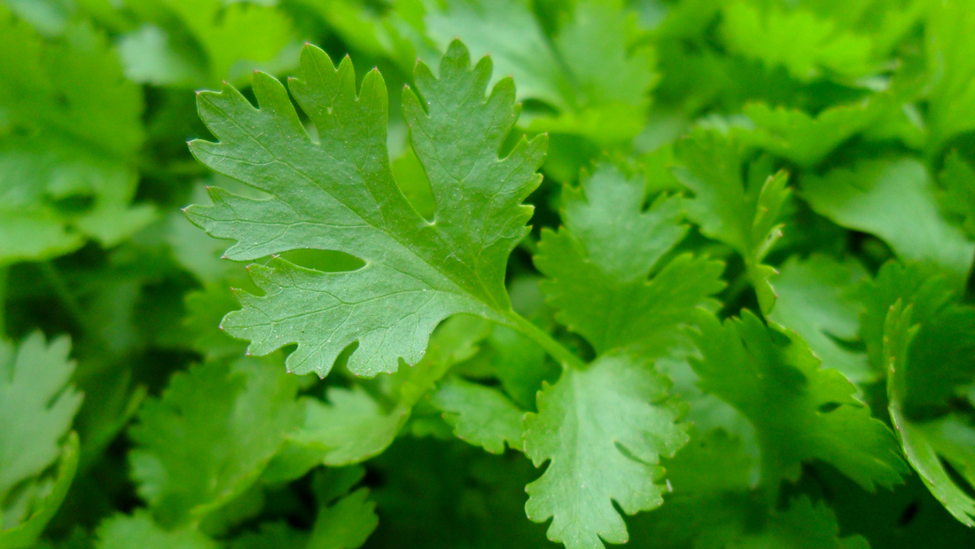Parsley 