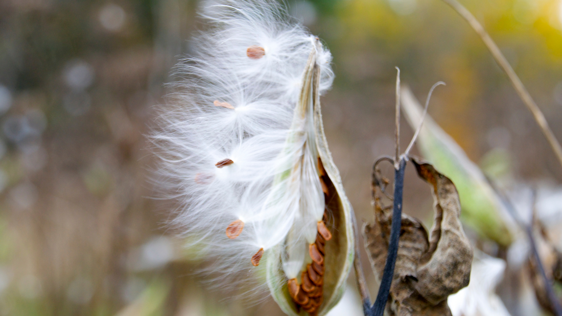 Milkweed