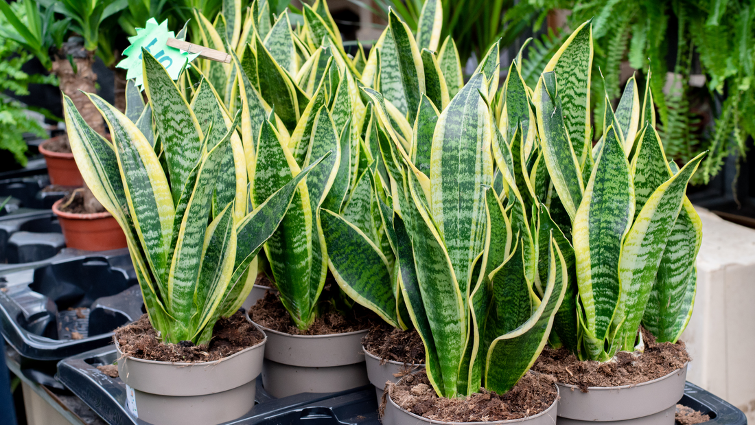 Snake Plant