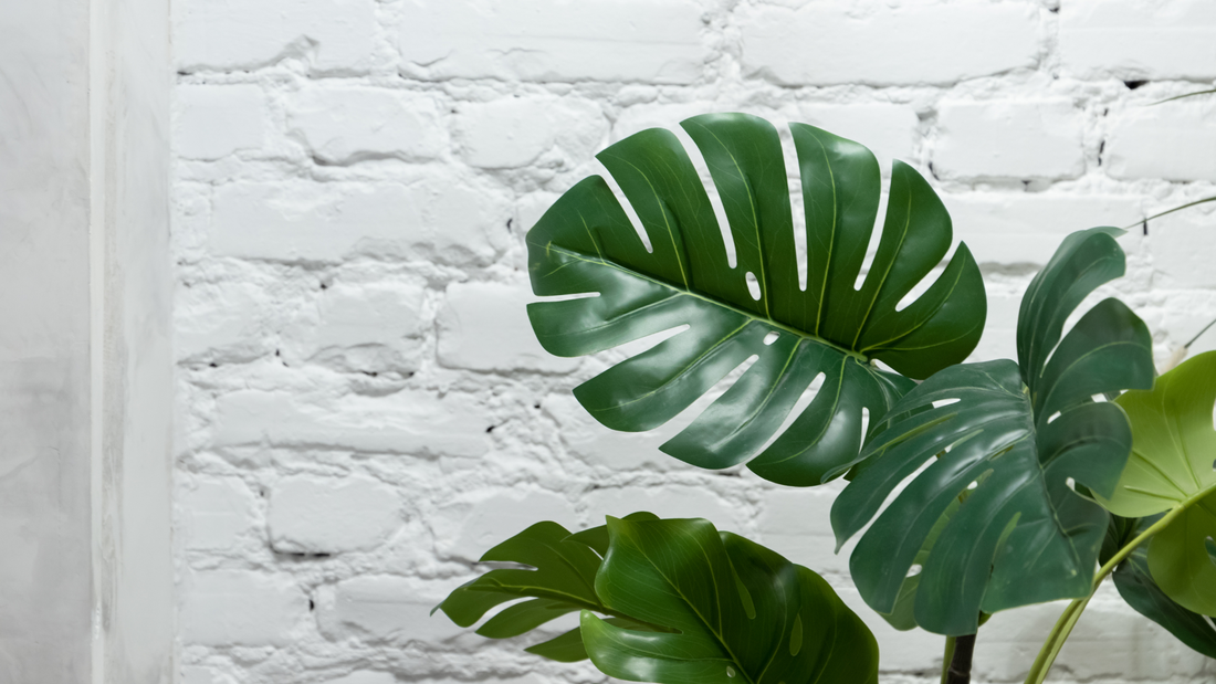 House Plant