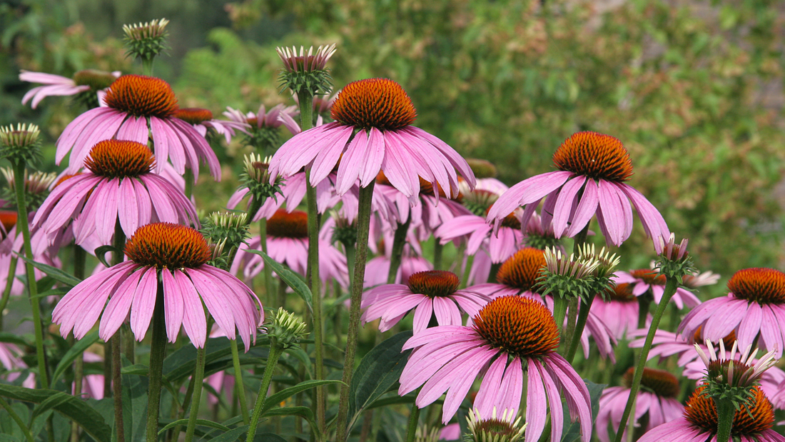 Purple Coneflower