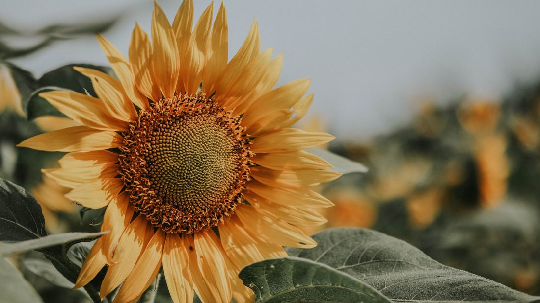 4 Unexpected Reasons to Love Sunflowers